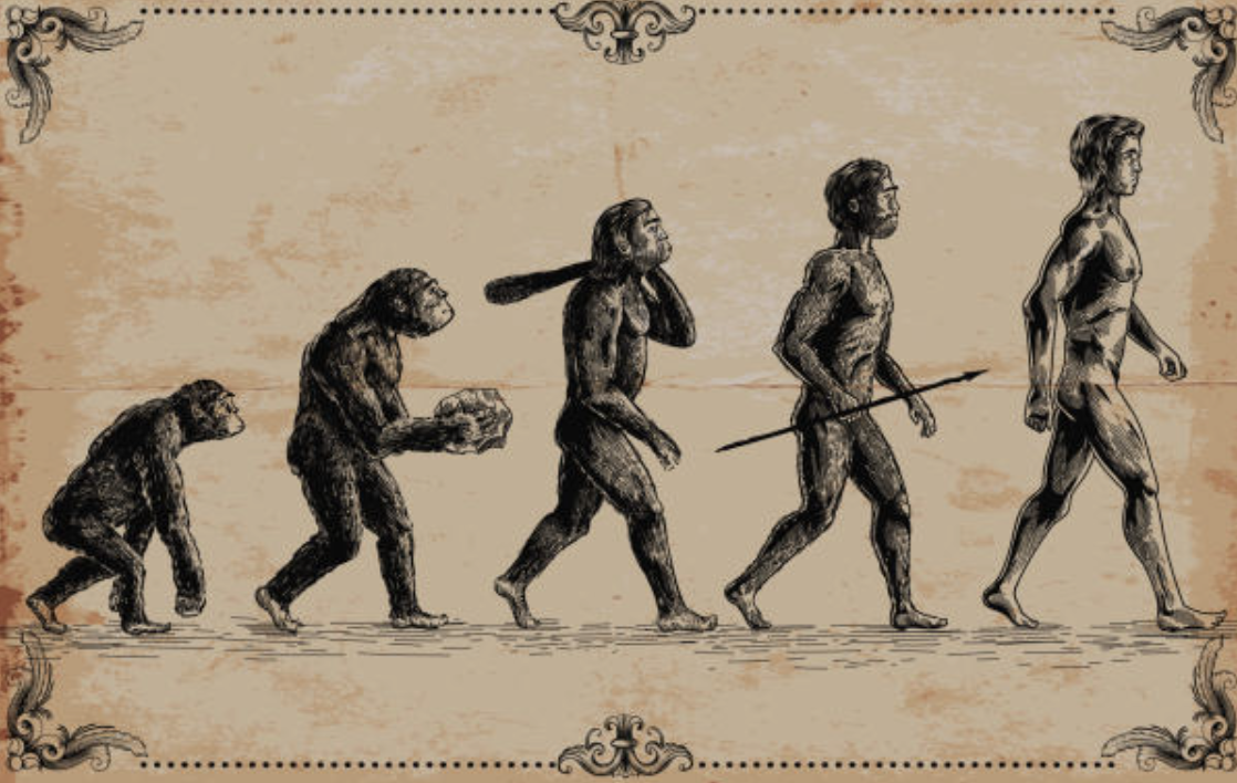 Ape Evolution Graphic